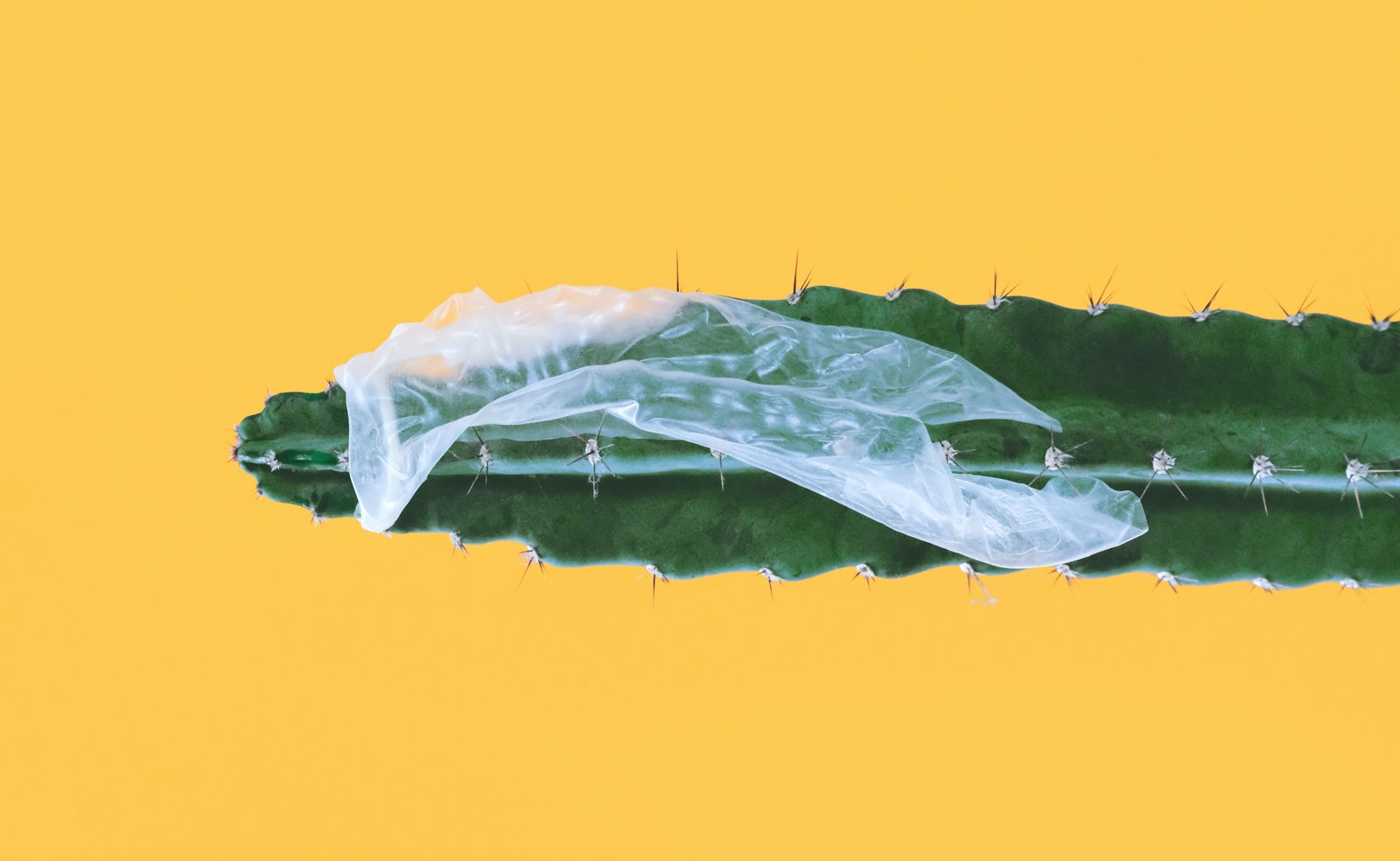 Розірваний презерватив застряг над кактусом